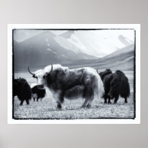 Yaks - Himalaia