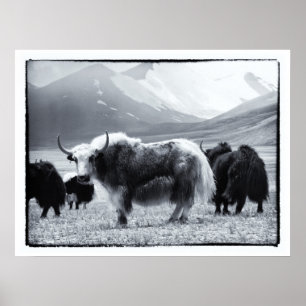 Poster Yaks - Os Himalaias