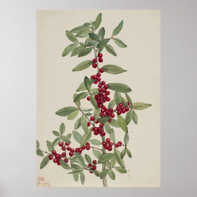 Poster Yaupon (Ilex vomitoria) (Frente)