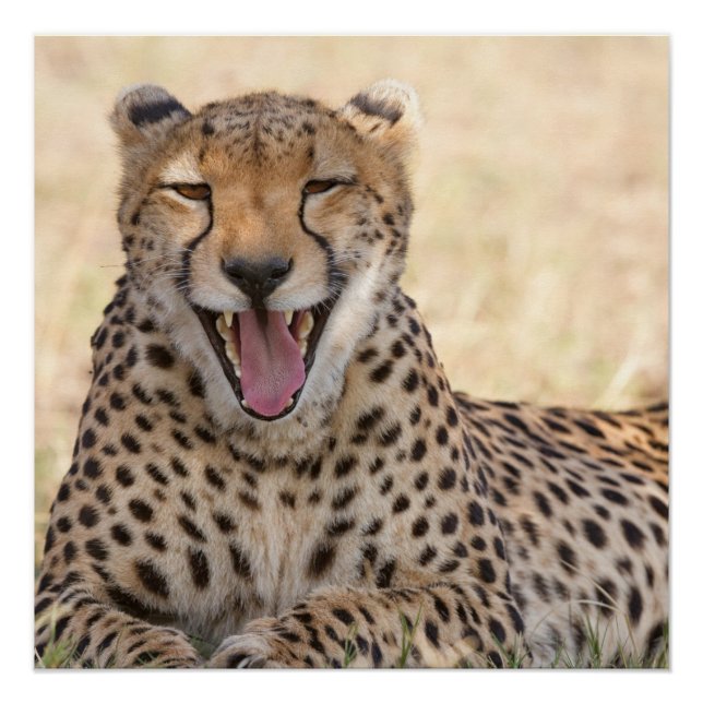 Póster Yawning Cheetah (Frente)