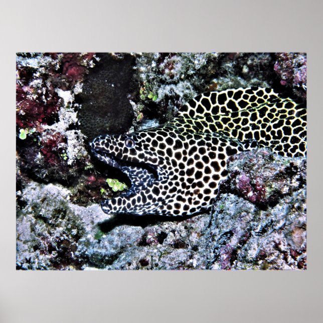 Poster Yawning Leopard Moray (Frente)