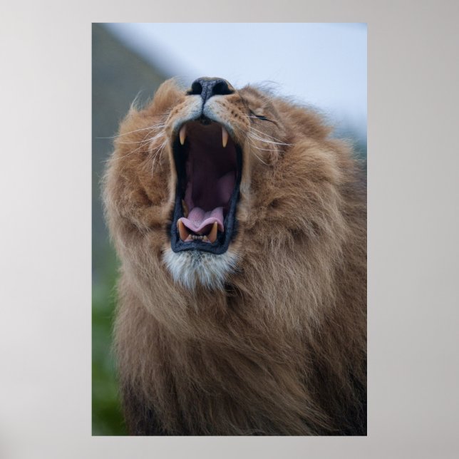 Poster Yawning Lion Um Encontro Imediato (Frente)