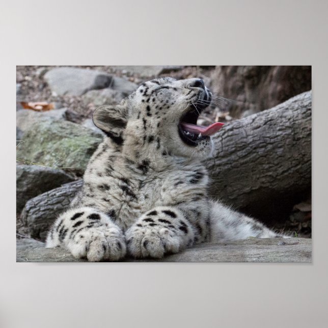 Póster Yawning Snow Lepard Cub (Frente)