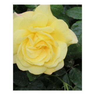 Póster Yello Rosa