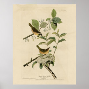 Poster Yellow-breasted Warbler Audubon's Birds of America