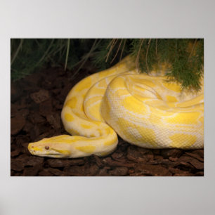 Póster Yellow Burmese Python Incrível