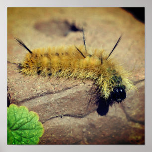 Poster Yellow Dagger Moth Caterpillar Insect 