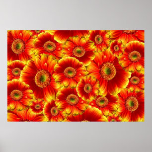 Póster Yellow e Orange Gerbera Daisies