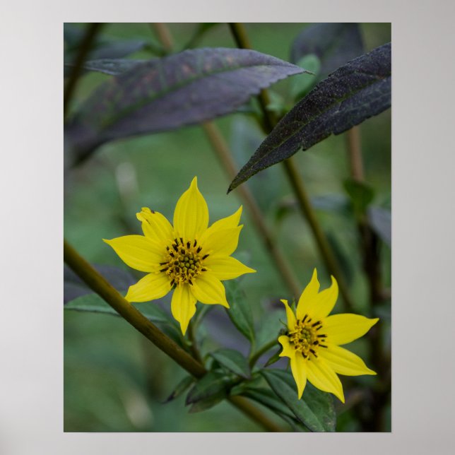 Poster Yellow Fall Flower (Frente)