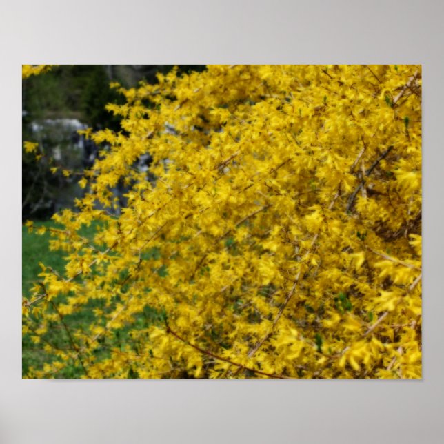 Poster Yellow Forsythia Flowers Orton Effect (Frente)