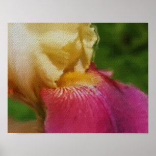 Póster Yellow Iris Petal Fotografia com Pintura Flor