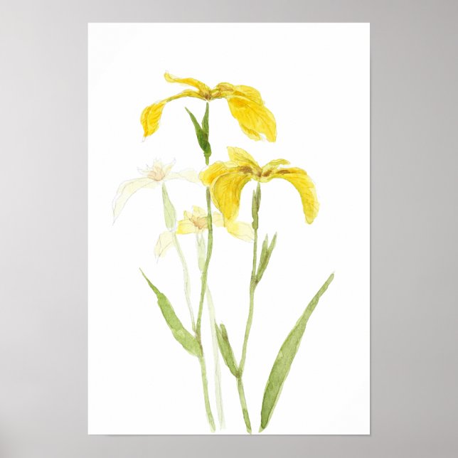 Poster yellow iris  watercolour flowers  (Frente)