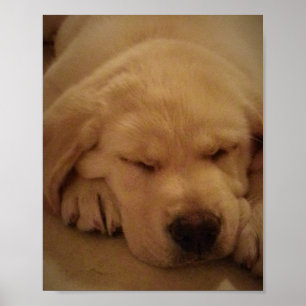 Poster Yellow Lab Puppy Sleeping