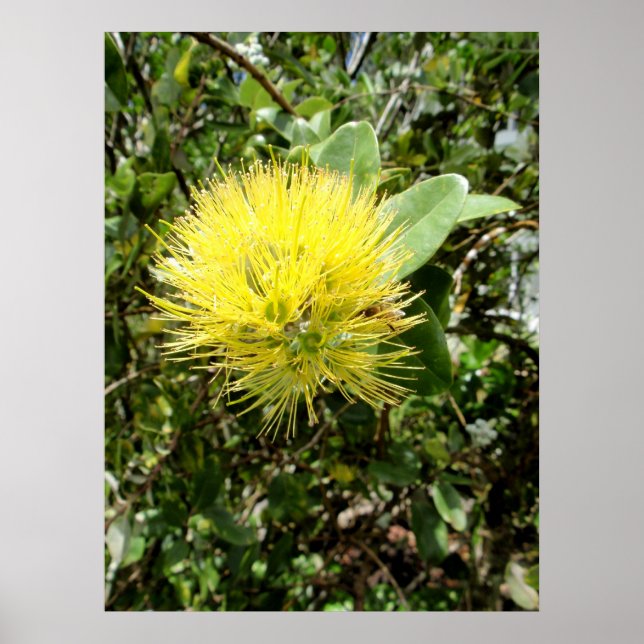 Póster Yellow Ohia Lehua (Frente)