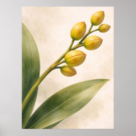 Poster Yellow Phalaenopsis Orchid Buds Botanical
