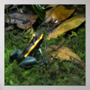 Póster Yellow Striped Dart Frog