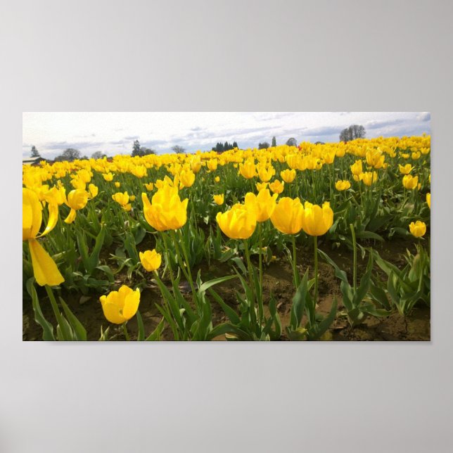 Poster Yellow Tulip Field, Oregon (Frente)
