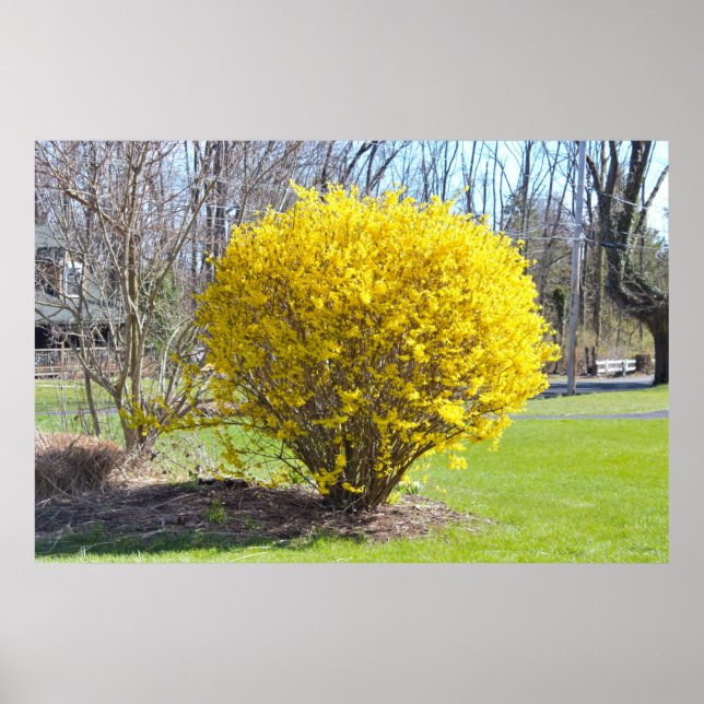 Poster Yellow Wisteria Bush (Frente)