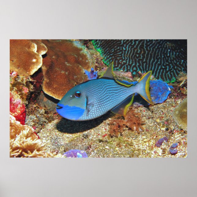 Poster Yellowfin Triggerfish (Frente)