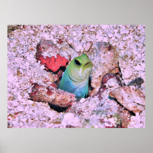 Poster Yellowhead Jawfish