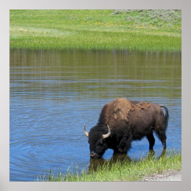 Poster Yellowstone American Bison em Pond (Frente)
