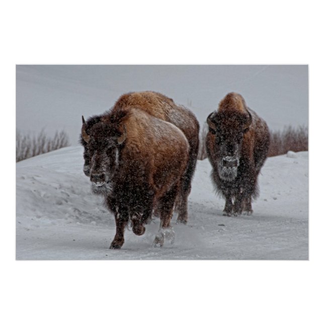 Póster Yellowstone Bison (Frente)