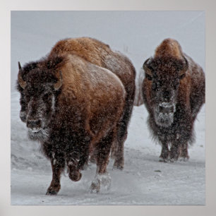Poster Yellowstone Bison