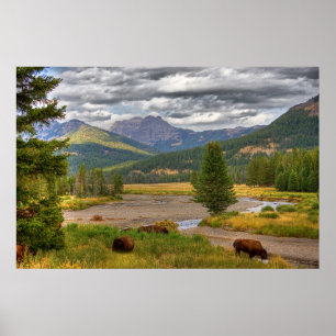 Poster Yellowstone Bison