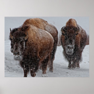 Poster Yellowstone Bison