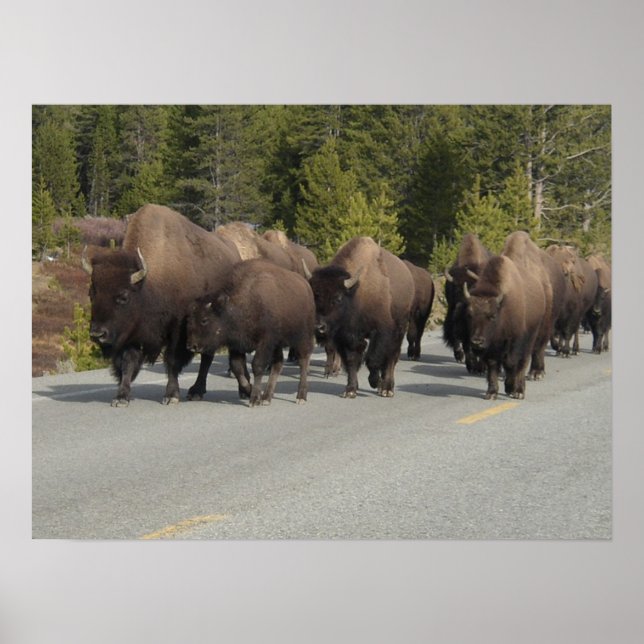Poster Yellowstone Bison (Frente)