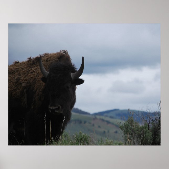 Poster Yellowstone Bison Buffalo Park (Frente)