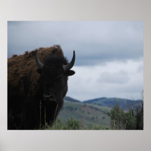 Poster Yellowstone Bison Buffalo Park Bull