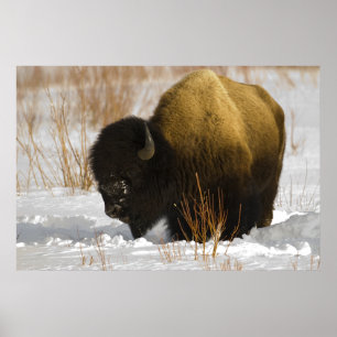 Póster Yellowstone Bison in the Lamar Valley