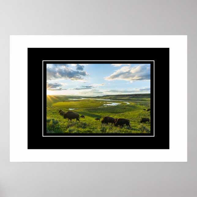 Poster Yellowstone Buffalo (Frente)