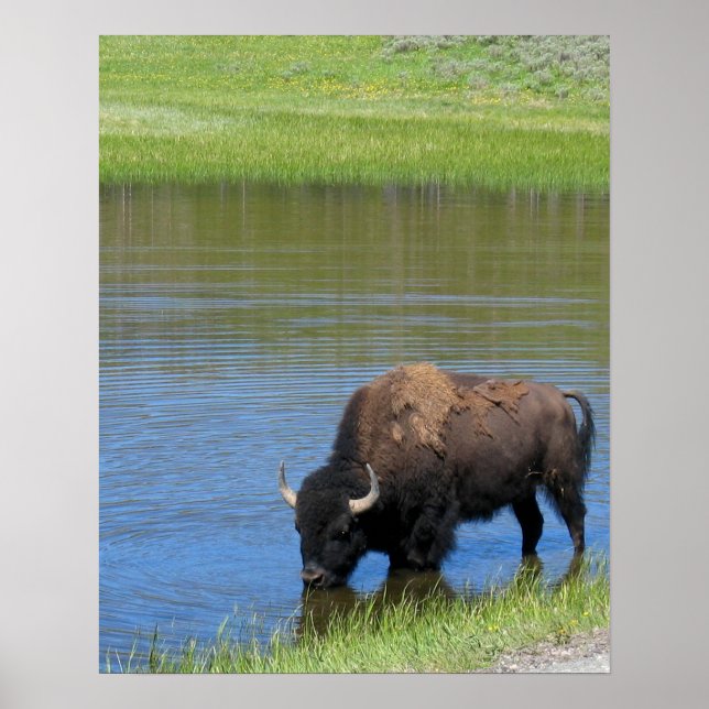 Poster Yellowstone Buffalo Souvenir (Frente)