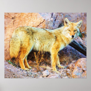Poster Yellowstone Coyote