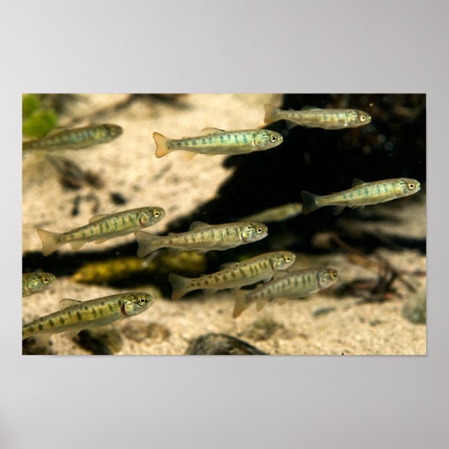 Poster Yellowstone Cutthroat Trout School (Frente)
