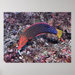 Poster Yellowtail Coris Wrasse
