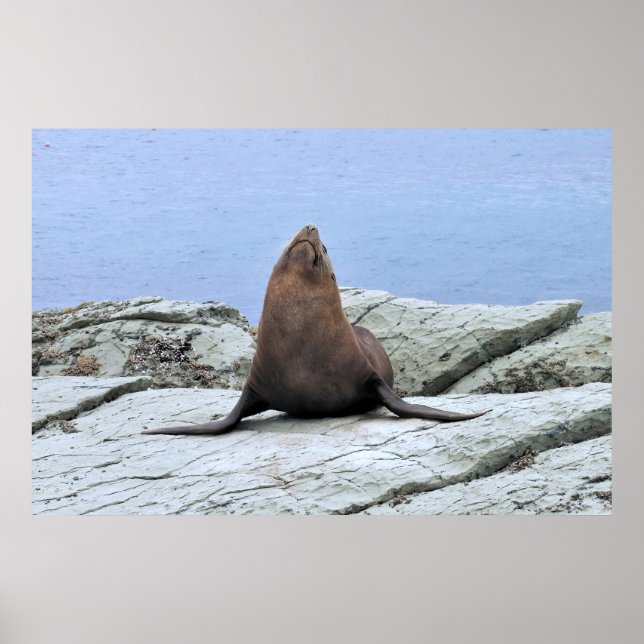Poster Yoga fur Seal (Frente)