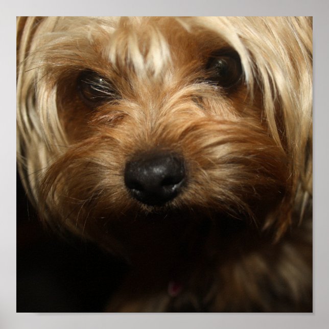 Poster Yorkie (Frente)
