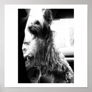 Póster Yorkie