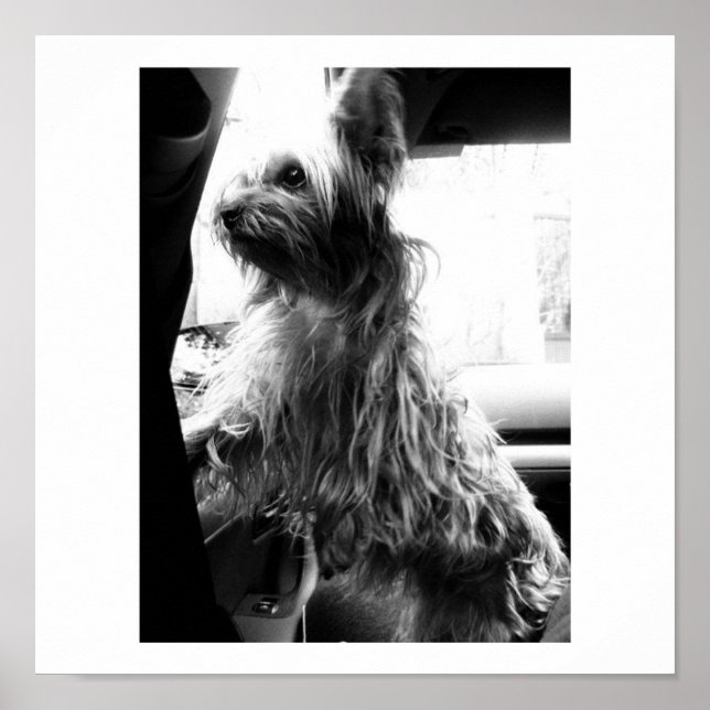 Póster Yorkie (Frente)