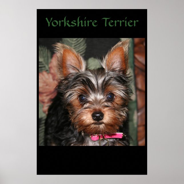 Poster Yorkie (Frente)
