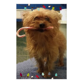Póster Yorkie Cachorro Bastão de Natal