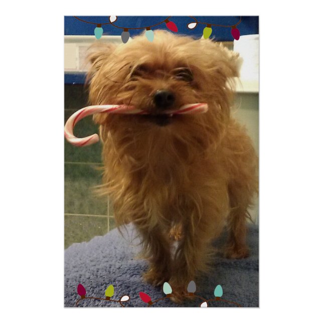 Póster Yorkie Cachorro Bastão de Natal  (Frente)