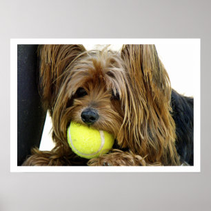 Poster Yorkshire Terrer com bola de tênis