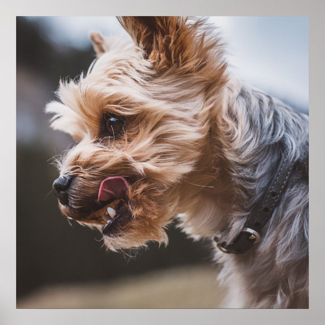 Poster Yorkshire Terrier (Frente)