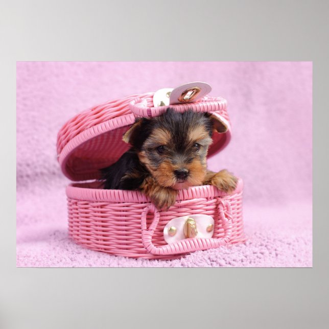 Poster Yorkshire terrier (Frente)