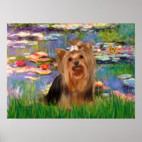 Yorkshire Terrier 7 - Lírios 2