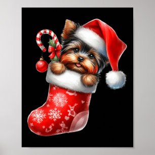 Poster Yorkshire Terrier em Sock Natal Santa Hat Xmas